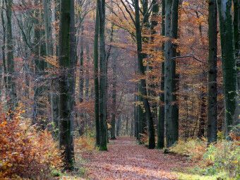 Produktbild: CALVENDO Puzzle Stadtwald Bult | 1000 Teile Lege-Gr&ouml;&szlig;e 64x48cm Foto-Puzzle f&uuml;r gl&uuml;ckliche Stunden