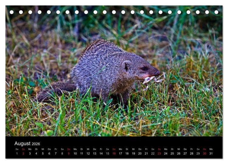 Produktbild: Namibias Tiere: von gro&szlig; bis klein (Tischkalender 2026 DIN A5 quer), CALVENDO Monatskalender