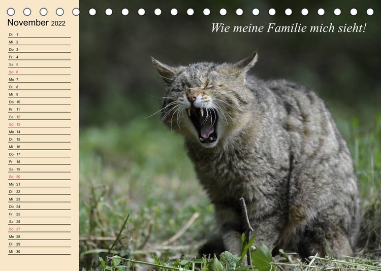 Produktbild: Unsere Katzen. Wie sie wirklich sind! (Tischkalender 2022 DIN A5 quer)