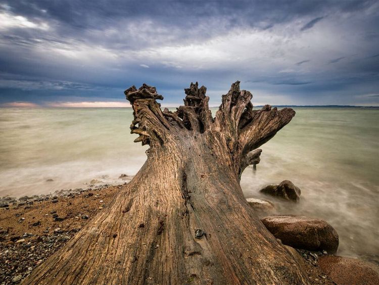Produktbild: CALVENDO Puzzle Baumstamm an der Ostseek&uuml;ste | 1000 Teile Lege-Gr&ouml;&szlig;e 64x48cm Foto-Puzzle f&uuml;r gl&uuml;ckliche Stunden