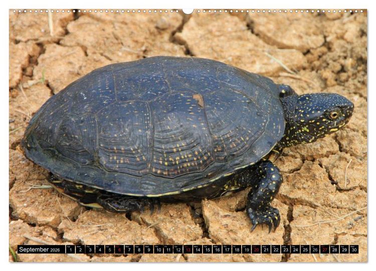 Produktbild: Turtles and Tortoises - Armored pacifists (High Quality Premium Wall Calendar 2026 DIN A2 landscape),CALVENDO 12 Month Wall Calendar