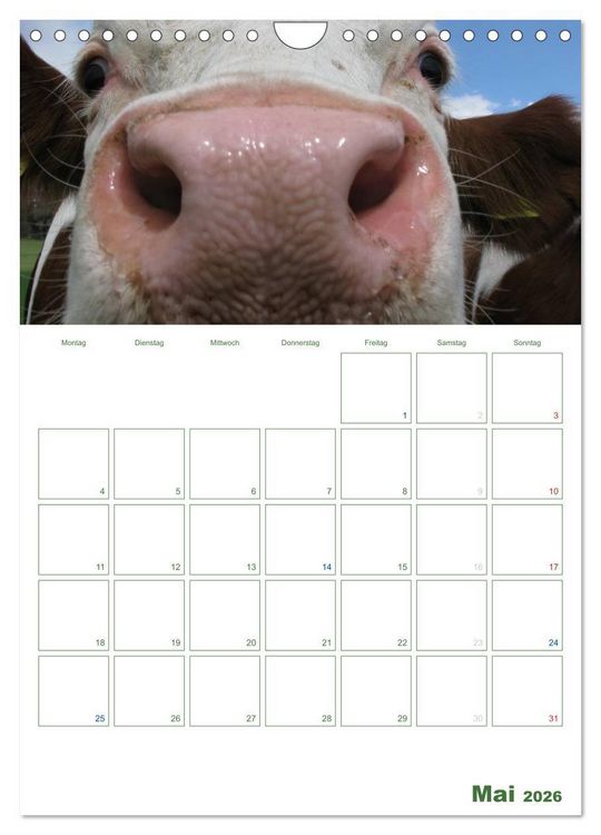 Produktbild: Kuhle K&uuml;he 2026 (Wandkalender 2026 DIN A4 hoch), CALVENDO Monatskalender