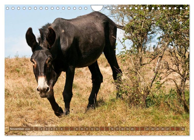 Produktbild: Esel - Sixtus Loreley (Wandkalender 2026 DIN A4 quer), CALVENDO Monatskalender