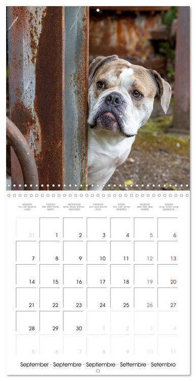 Produktbild: City dogs in the landscape park (Wall Calendar 2026 12 &times; 12 Inch) CALVENDO 12 Month Wall Calendar