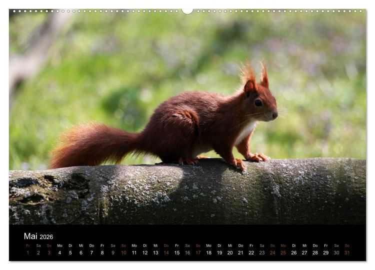 Produktbild: Eichh&ouml;rnchen (hochwertiger Premium Wandkalender 2026 DIN A2 quer), Kunstdruck in Hochglanz