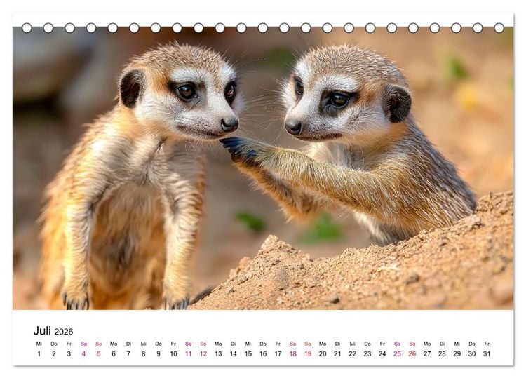 Produktbild: Erdm&auml;nnchen - klein, frech, neugierig (Tischkalender 2026 DIN A5 quer), CALVENDO Monatskalender