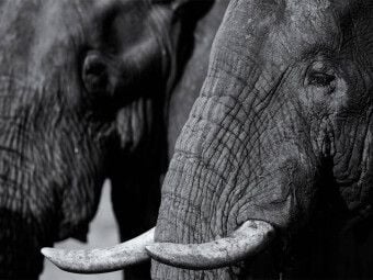 Produktbild: CALVENDO Puzzle Afrikanischer Elefant | 1000 Teile Lege-Gr&ouml;&szlig;e 64x48cm Foto-Puzzle f&uuml;r gl&uuml;ckliche Stunden