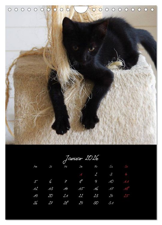 Produktbild: Katzenalltag 2026 (Wandkalender 2026 DIN A4 hoch), CALVENDO Monatskalender