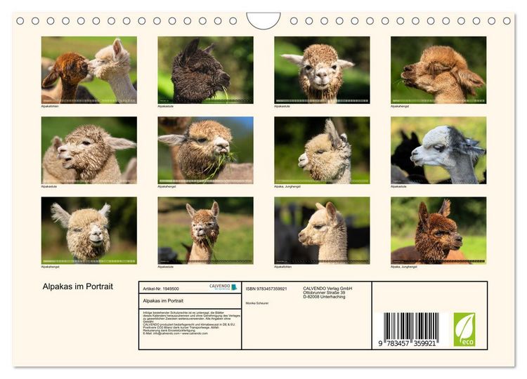 Produktbild: Alpakas im Portrait (Wandkalender 2026 DIN A4 quer), CALVENDO Monatskalender