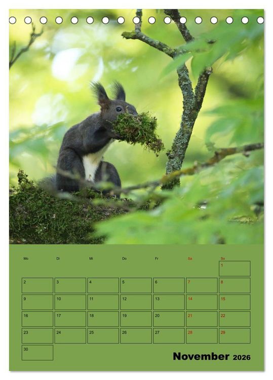 Produktbild: Eichh&ouml;rnchen - Planer (Tischkalender 2026 DIN A5 hoch), CALVENDO Monatskalender