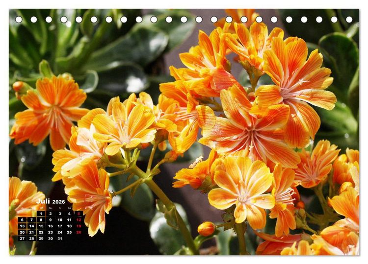 Produktbild: Lewisia, das Porzellanr&ouml;schen (Tischkalender 2026 DIN A5 quer), CALVENDO Monatskalender