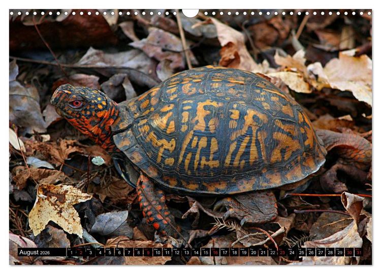 Produktbild: Turtles and Tortoises - Armored pacifists (Wall Calendar 2026 DIN A3 landscape), CALVENDO 12 Month Wall Calendar