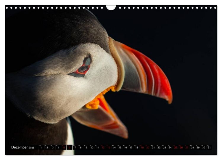 Produktbild: Papageitaucher: Clowns des Nordatlantik (Wandkalender 2026 DIN A3 quer), CALVENDO Monatskalender