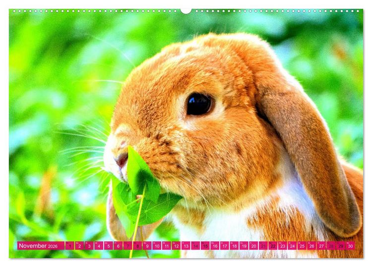 Produktbild: Kaninchen. Putzig, flauschig und geliebt (Wandkalender 2026 DIN A2 quer), CALVENDO Monatskalender