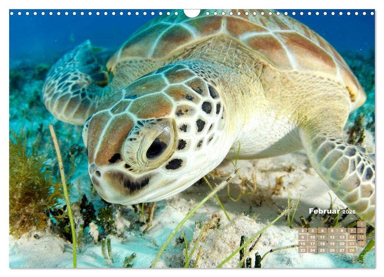 Produktbild: Tiere des Meeres: Faszination Tauchen (Wandkalender 2026 DIN A3 quer), CALVENDO Monatskalender