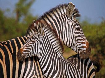 Produktbild: CALVENDO Puzzle Zebra-Kleinfamilie, Afrika | 1000 Teile Lege-Gr&ouml;&szlig;e 64x48cm Foto-Puzzle f&uuml;r gl&uuml;ckliche Stunden
