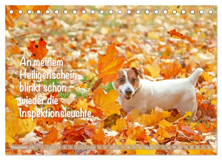Produktbild: Jack Russell Terrier: Komm spielen (Tischkalender 2026 DIN A5 quer), CALVENDO Monatskalender