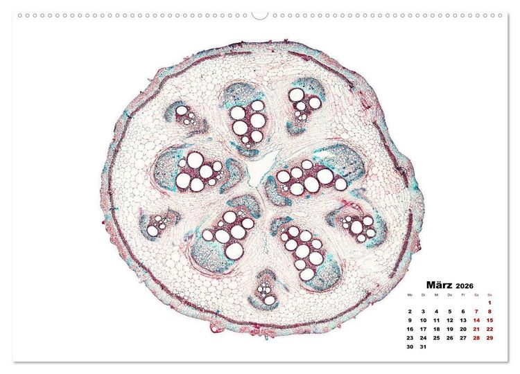 Produktbild: Pflanzen unter dem Mikroskop (hochwertiger Premium Wandkalender 2026 DIN A2 quer), Kunstdruck in Hochglanz