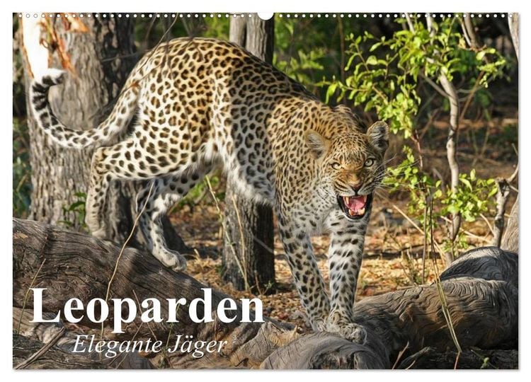 Produktbild: Leoparden. Elegante J&auml;ger (Wandkalender 2026 DIN A2 quer), CALVENDO Monatskalender