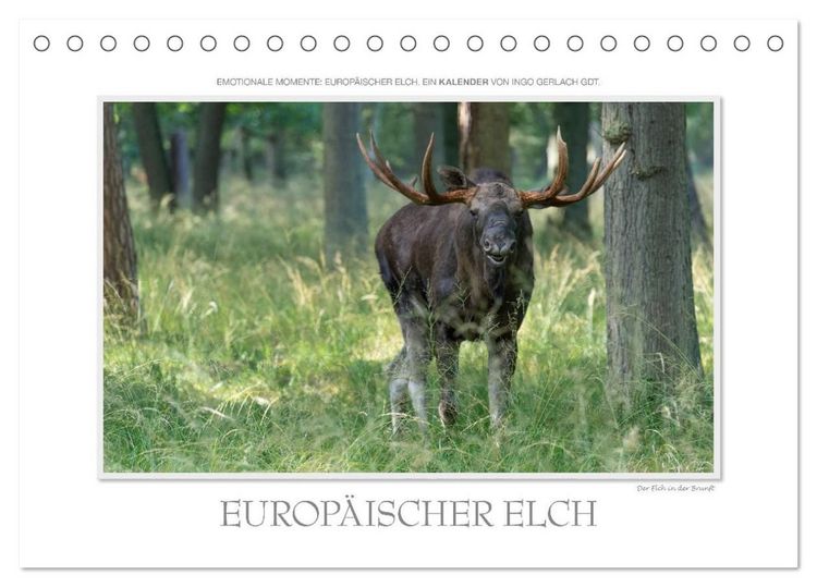 Produktbild: Emotionale Momente: Europ&auml;ischer Elch. (Tischkalender 2027 DIN A5 quer), CALVENDO Monatskalender