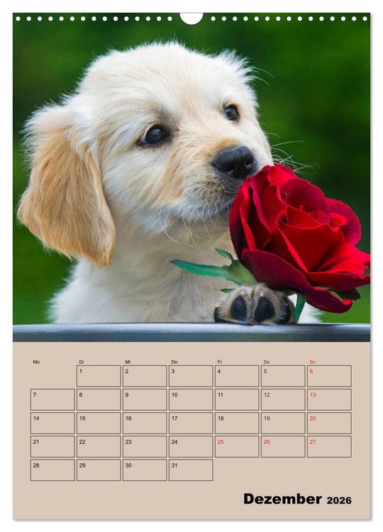 Produktbild: Jahresplaner Golden Retriever Welpen (Wandkalender 2026 DIN A3 hoch), CALVENDO Monatskalender