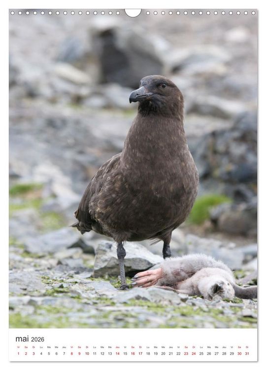 Produktbild: Antarctique des oiseaux de l&eacute;gende (Calendrier mural 2026 DIN A3 horizontal), CALVENDO calendrier mensuel