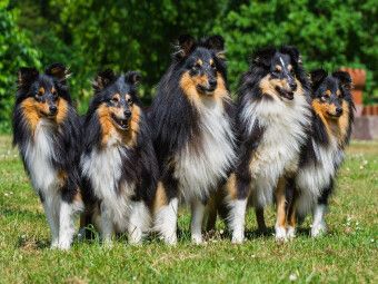 Produktbild: CALVENDO Puzzle Sheltie-Gruppe | 1000 Teile Lege-Gr&ouml;&szlig;e 64x48cm Foto-Puzzle f&uuml;r gl&uuml;ckliche Stunden