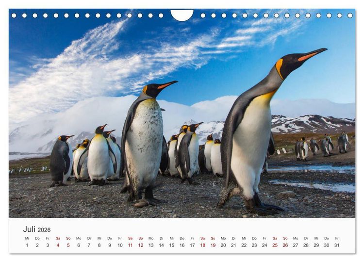 Produktbild: Pinguine - Die sympathischen Frack-Tr&auml;ger (Wandkalender 2026 DIN A4 quer), CALVENDO Monatskalender