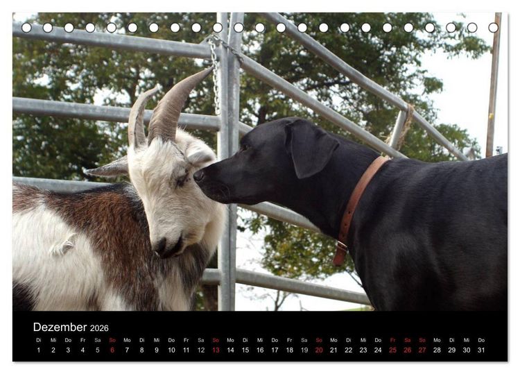 Produktbild: Der schwarze Hund und seine Freunde (Tischkalender 2026 DIN A5 quer), CALVENDO Monatskalender