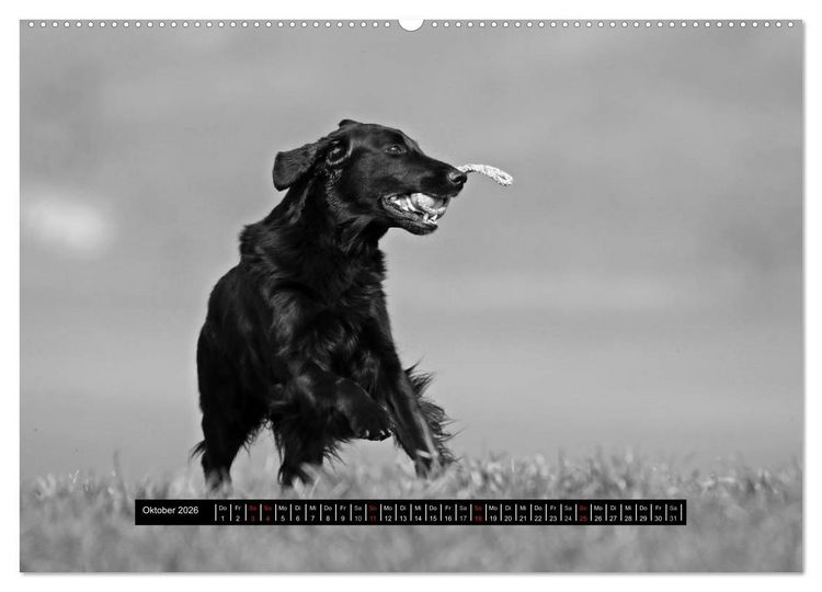 Produktbild: Flatcoated Retriever Black Edition (hochwertiger Premium Wandkalender 2026 DIN A2 quer), Kunstdruck in Hochglanz