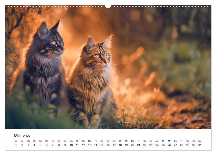 Produktbild: Eleganz in Pelz - ein Maine Coon - Kalender (Wandkalender 2027 DIN A2 quer), CALVENDO Monatskalender