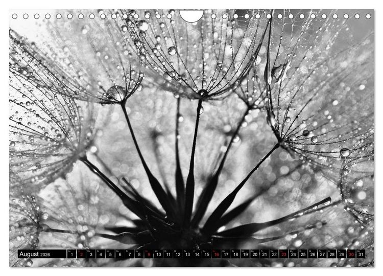 Produktbild: Pusteblume - Impressionen in schwarzwei&szlig; (Wandkalender 2026 DIN A4 quer), CALVENDO Monatskalender