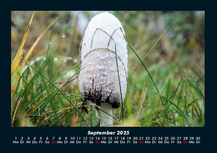 Produktbild: Pilzkalender 2025 Fotokalender DIN A4