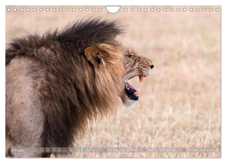 Produktbild: L&ouml;wen - Raubkatzen Afrikas (Wandkalender 2026 DIN A4 quer), CALVENDO Monatskalender