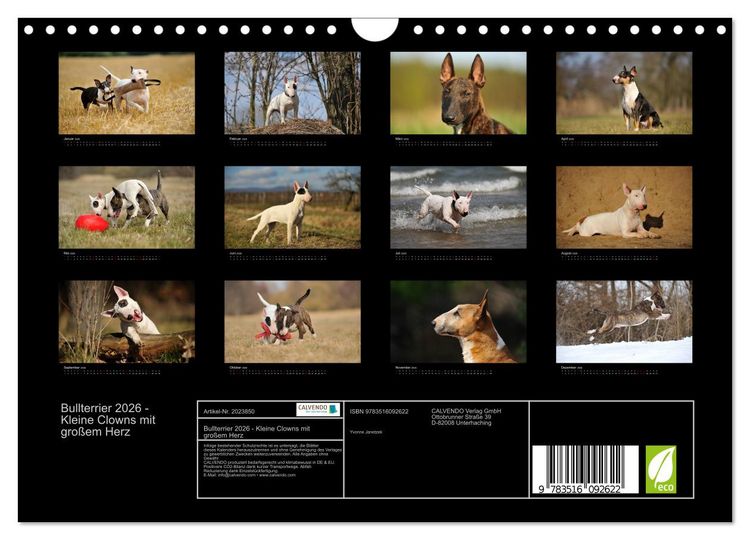 Produktbild: Bullterrier 2026 - Kleine Clowns mit gro&szlig;em Herz (Wandkalender 2026 DIN A4 quer), CALVENDO Monatskalender