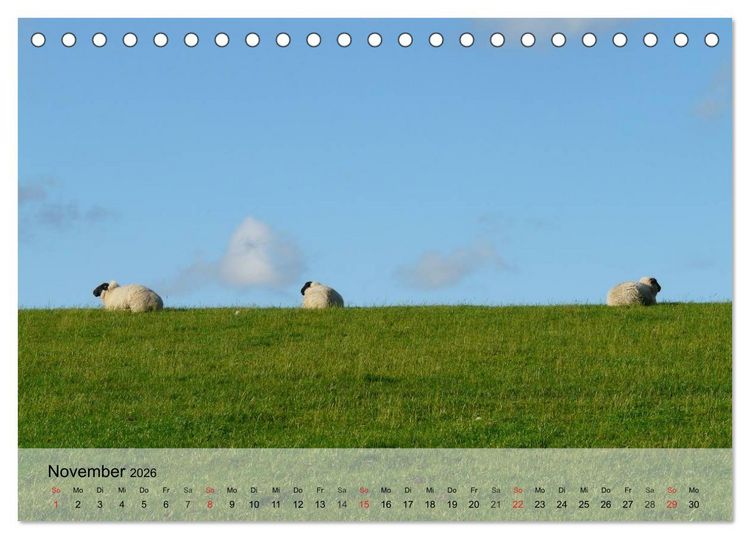 Produktbild: Schafe z&auml;hlen leicht gemacht! (Tischkalender 2026 DIN A5 quer), CALVENDO Monatskalender