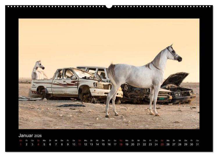 Produktbild: Vollblutaraber (hochwertiger Premium Wandkalender 2026 DIN A2 quer), Kunstdruck in Hochglanz