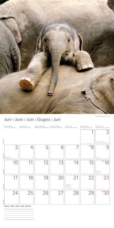 Produktbild: Elefanten - T & C-Kalender 2013