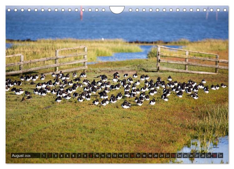 Produktbild: Pellworm 2026 (Wandkalender 2026 DIN A4 quer), CALVENDO Monatskalender