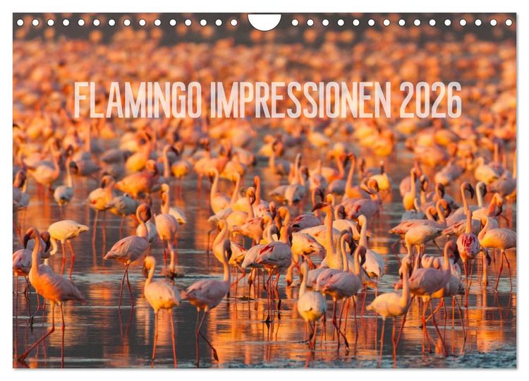 Produktbild: Flamingo Impressionen 2026 (Wandkalender 2026 DIN A4 quer), CALVENDO Monatskalender