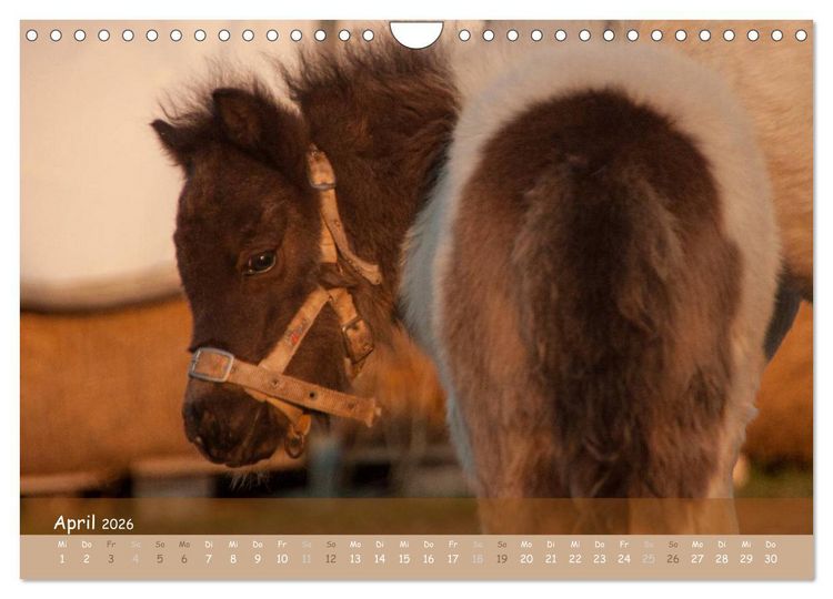 Produktbild: Mit Pferden durch&acute;s Jahr (Wandkalender 2026 DIN A4 quer), CALVENDO Monatskalender