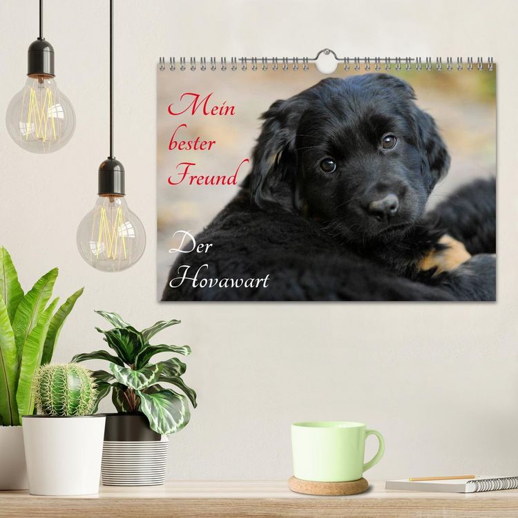 Produktbild: Mein bester Freund - Der Hovawart (Wandkalender 2026 DIN A4 quer), CALVENDO Monatskalender