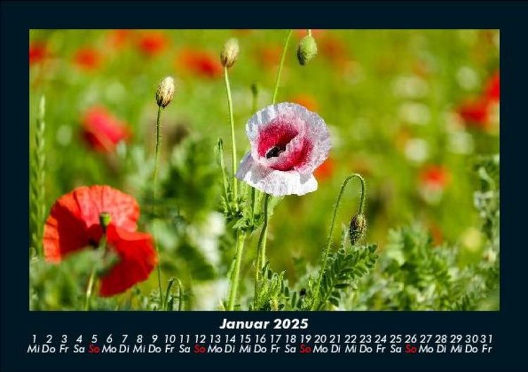 Produktbild: Blumentr&auml;ume 2025 Fotokalender DIN A5