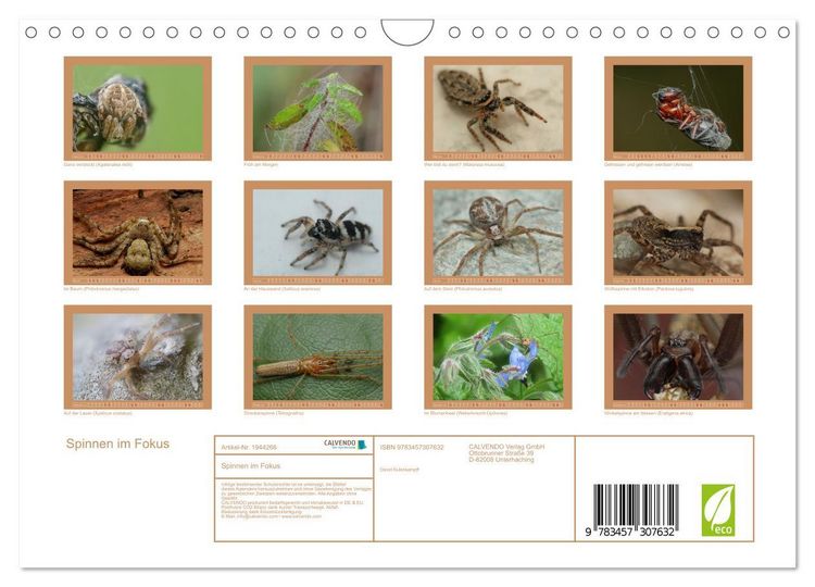 Produktbild: Spinnen im Fokus (Wandkalender 2026 DIN A4 quer), CALVENDO Monatskalender