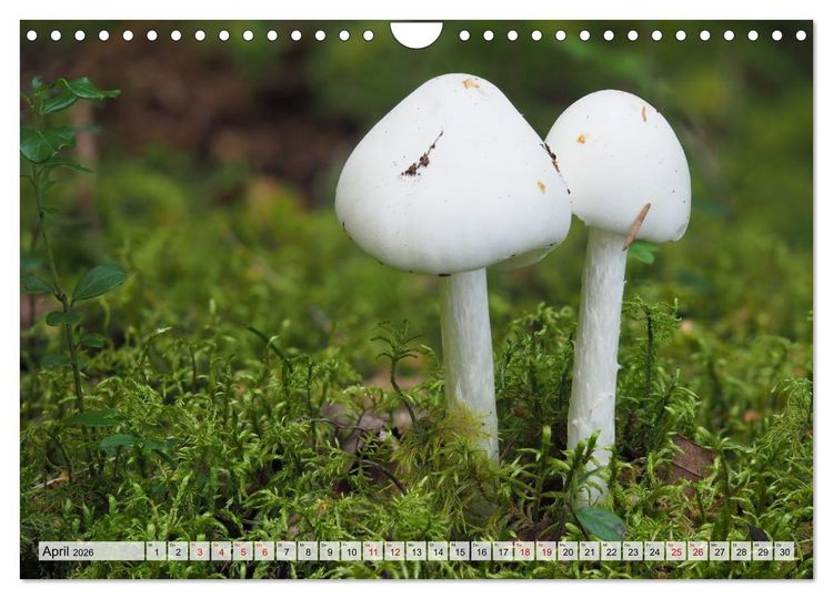 Produktbild: Sch&ouml;n, aber giftig. Giftpilze, die Sammler kennen sollten. (Wandkalender 2026 DIN A4 quer), CALVENDO Monatskalender