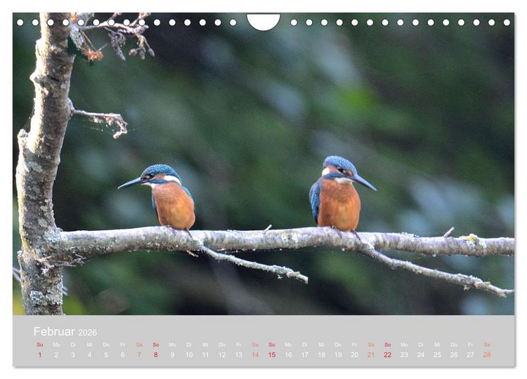 Produktbild: Der Eisvogel, ein Juwel der Natur (Wandkalender 2026 DIN A4 quer), CALVENDO Monatskalender