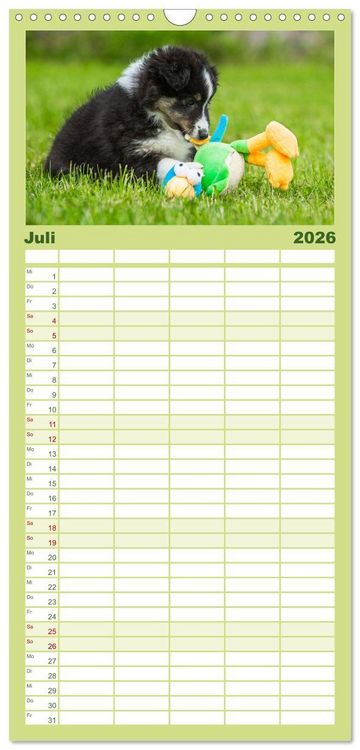 Produktbild: Familienplaner 2026 - Traumhund Sheltie mit 5 Spalten (Wandkalender, 21 x 45 cm) CALVENDO
