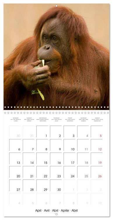 Produktbild: Orangutans Inhabitants of the rainforests (Wall Calendar 2026 12 &times; 12 Inch) CALVENDO 12 Month Wall Calendar