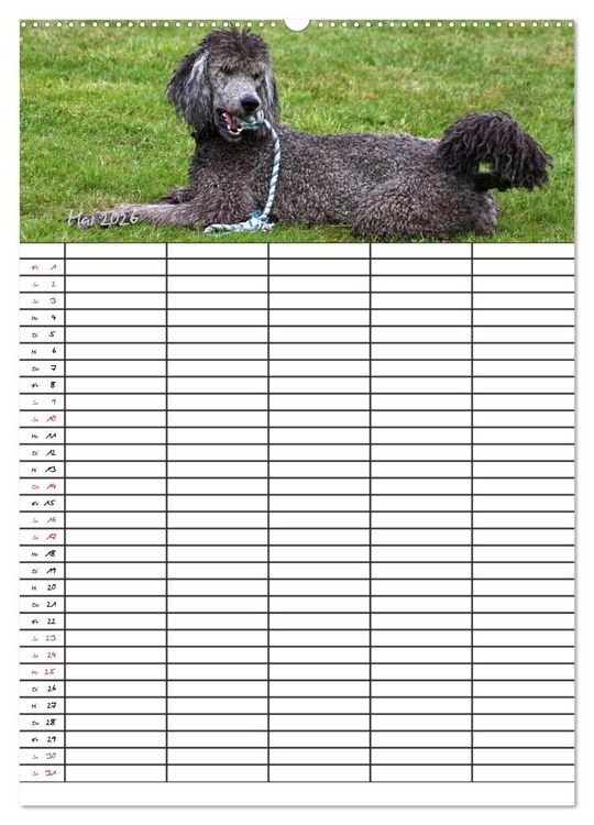 Produktbild: Der Pudel-Familienplaner (hochwertiger Premium Wandkalender 2026 DIN A2 hoch), Kunstdruck in Hochglanz