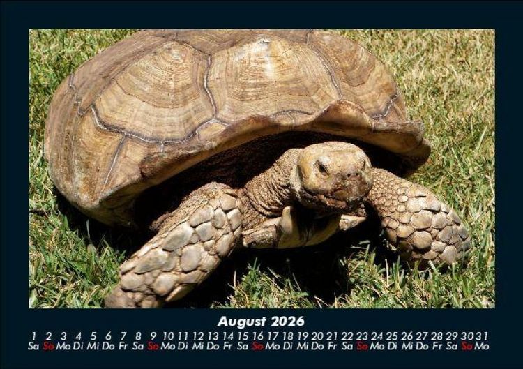 Produktbild: Schildkr&ouml;tenzauber 2026 Fotokalender DIN A5